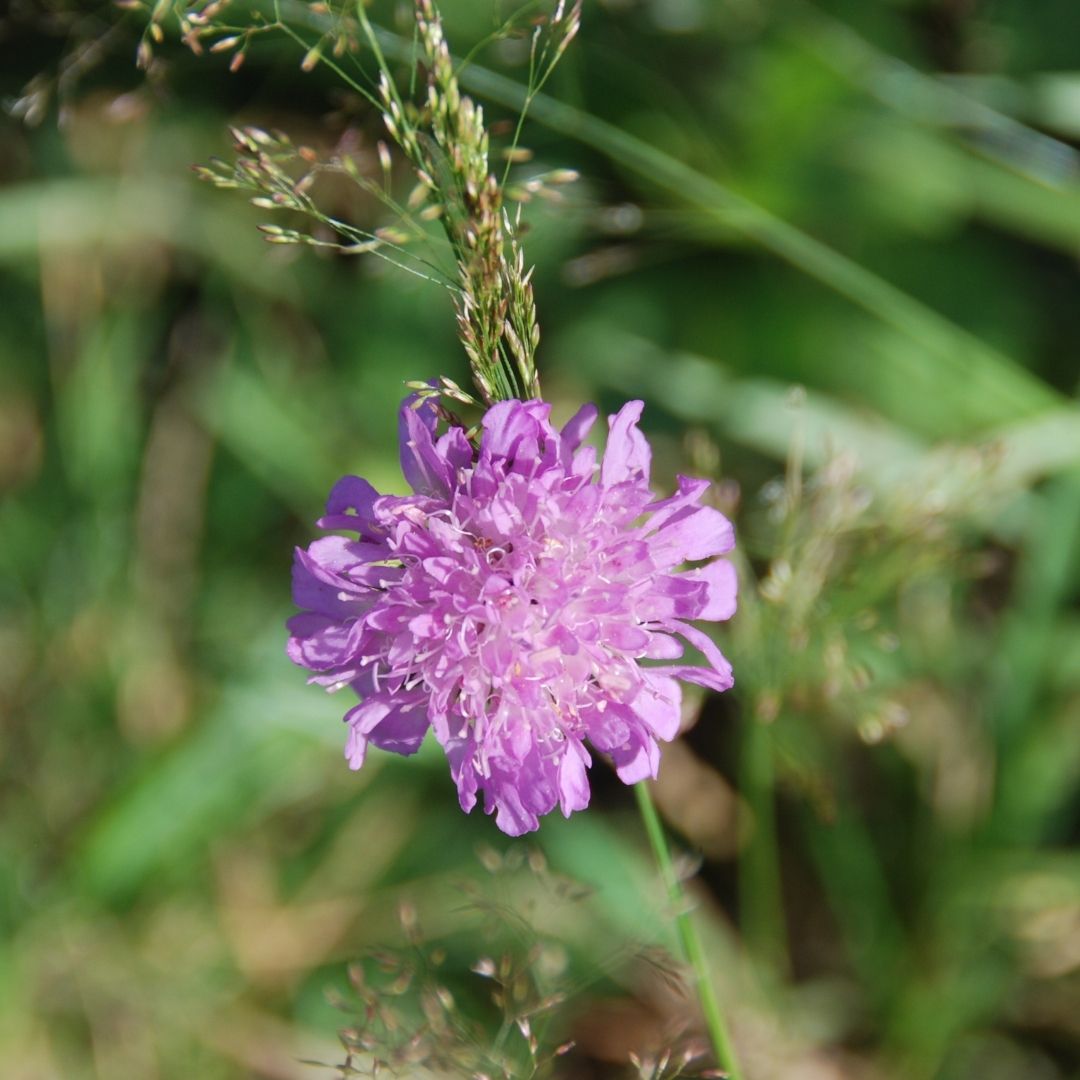 scabieuse