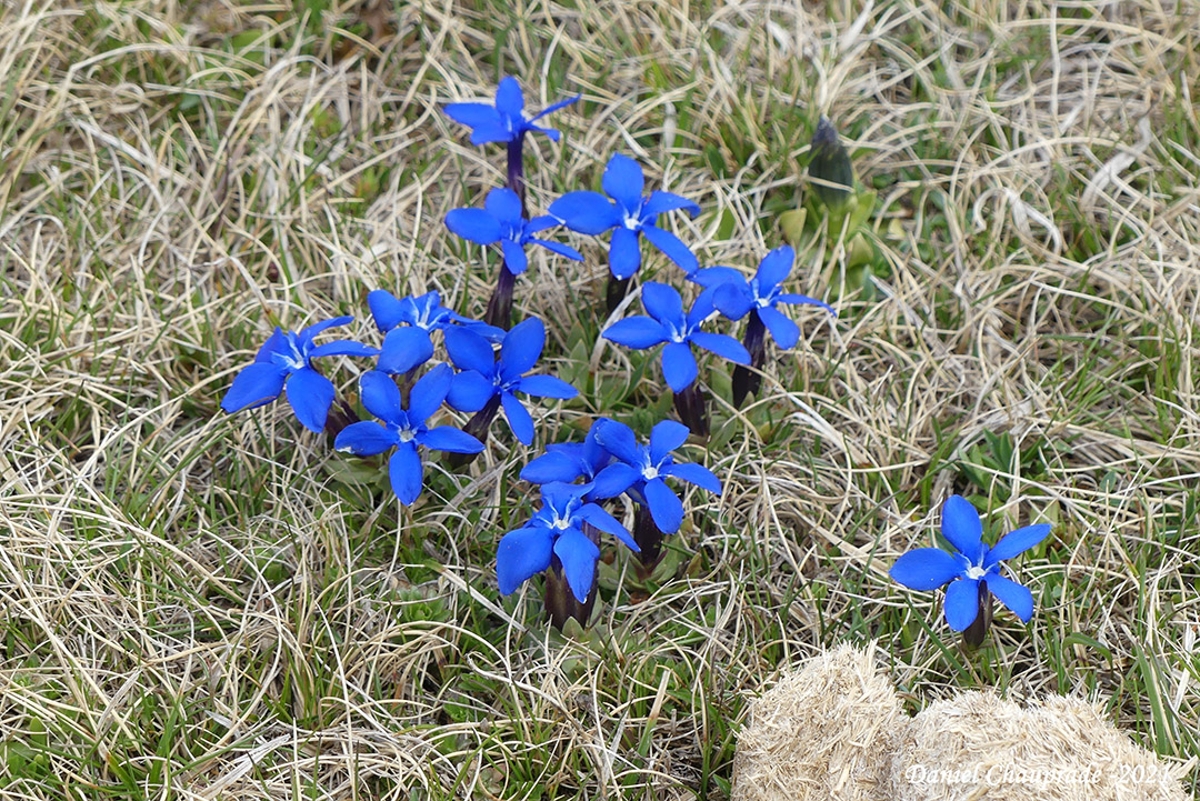 fleurs sauvages