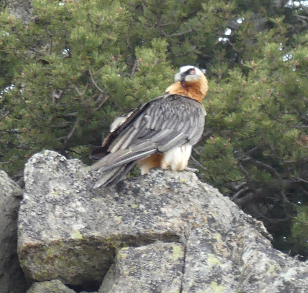 observation de la faune