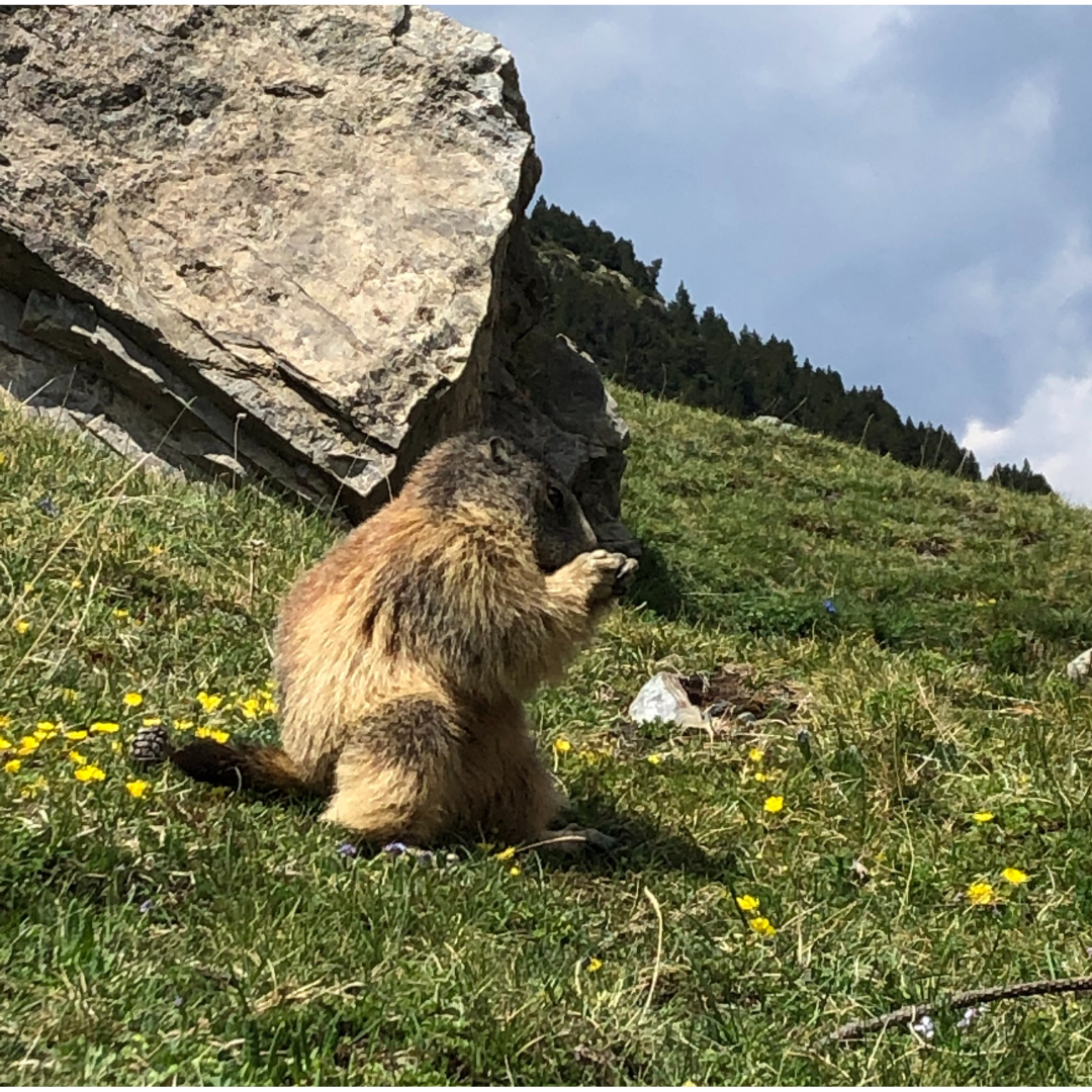 Randonnée en montagne