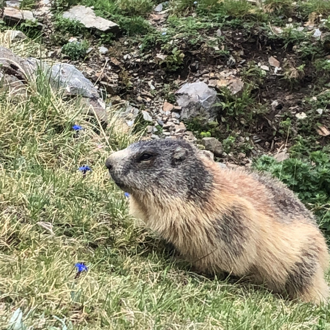 marmotte gros plan danger avalanche