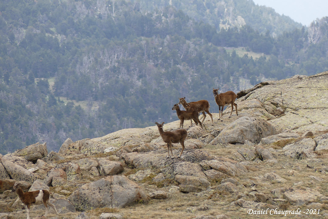 mouflons de corse observation de la faune sauvage